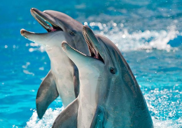 dolphins-talk.jpg