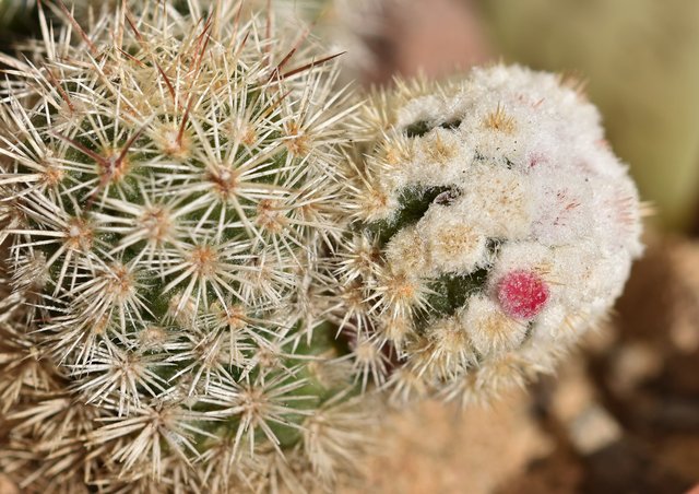 Mammillaria Gracilis Monstruosa macro bud 1.jpg