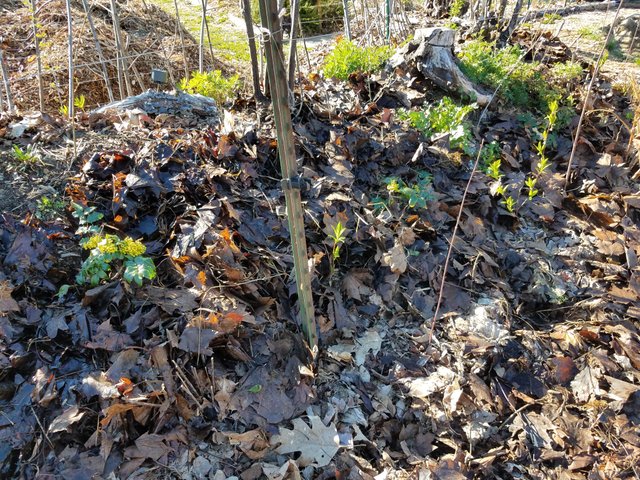 adding-leaf-mulch.jpg