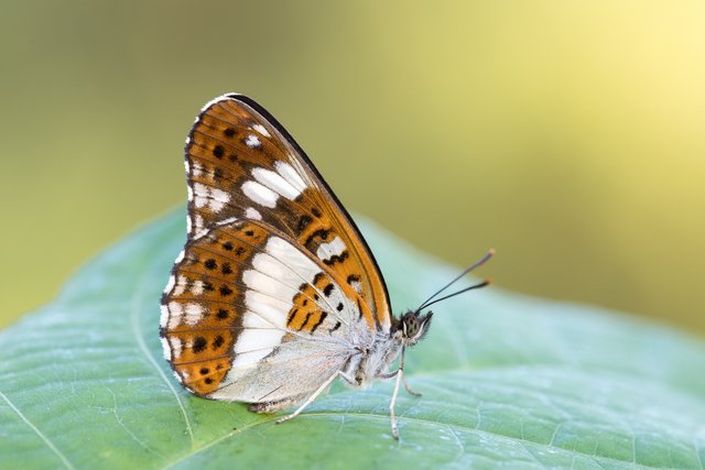 Kleiner Eisvogel (Limenitis camilla)_CI4A8319-BF.jpg