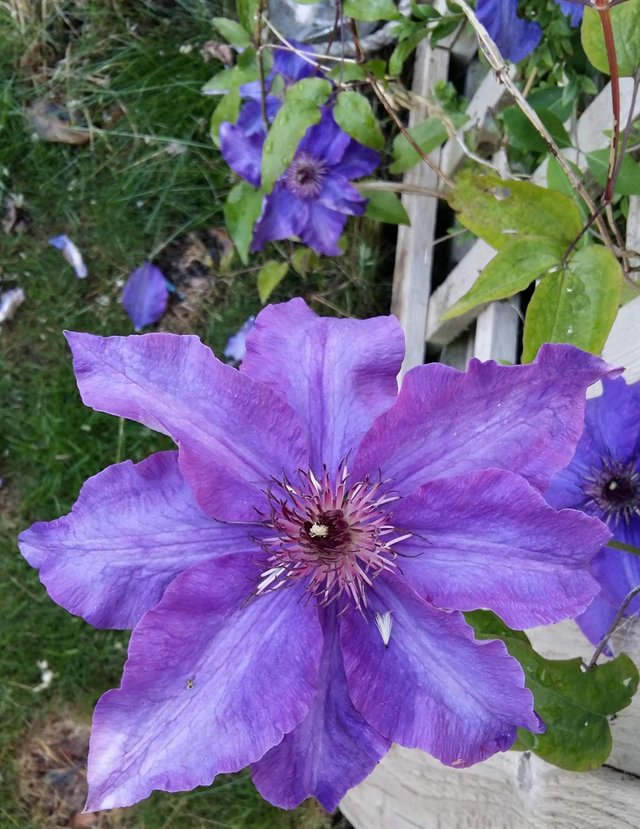 purple clematis.jpg