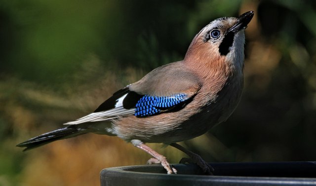 jay-5298700_1920.jpg