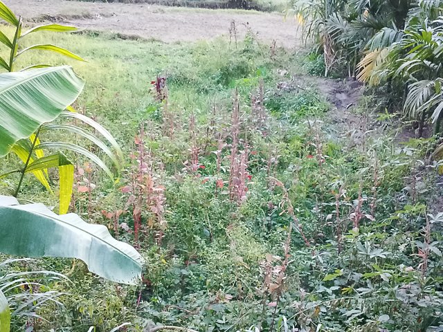 1000042977.jpg