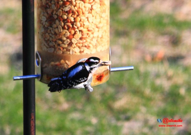 Downy Woodpecker IMG_0229.JPG