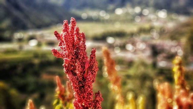 quinoa-gb1b84d164_1920.jpg