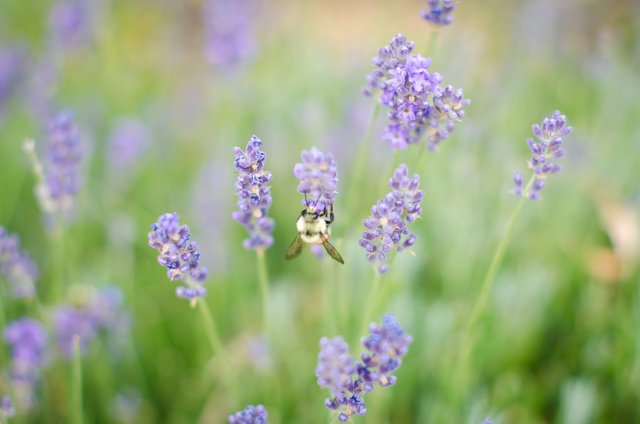 Purple flower bee upside down.JPG