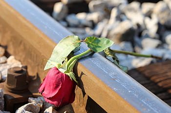 sad-red-rose-on-rail-lost-love-loving-memory-tragedy-royalty-free-thumbnail.jpg