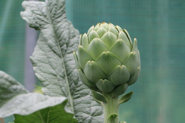 artichoke-4232111_1920.jpg