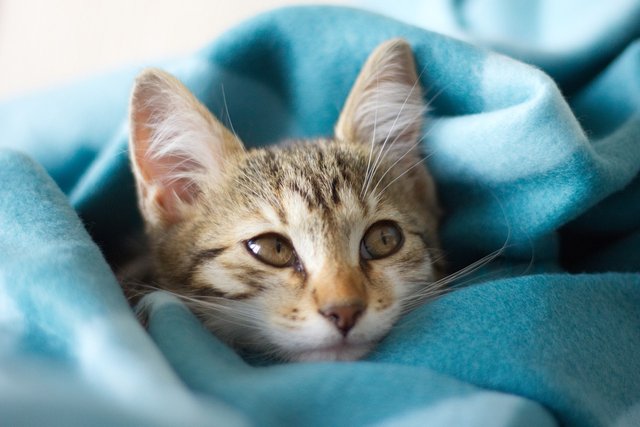 cat-curled-up-on-a-soft-blanket.jpg