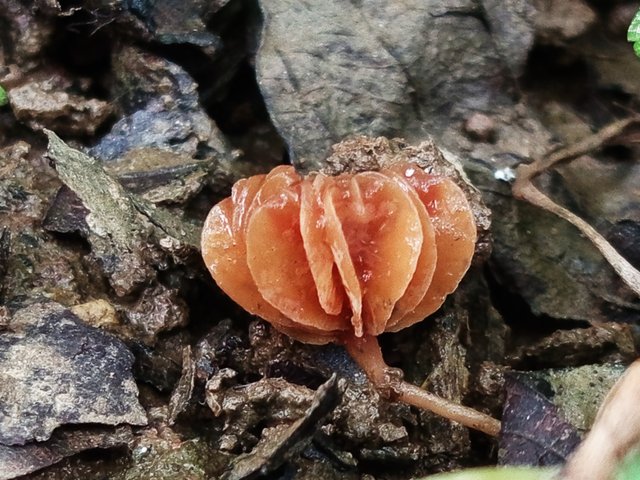 mashroom (1).jpg