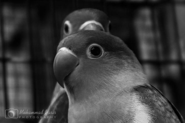 yasir bnw (1).jpeg