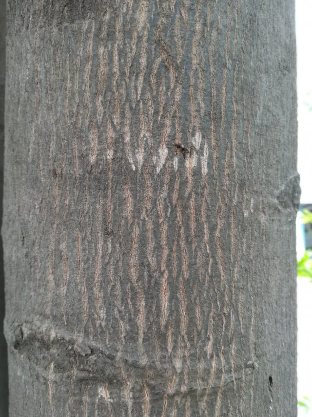 tree bark 5.jpeg