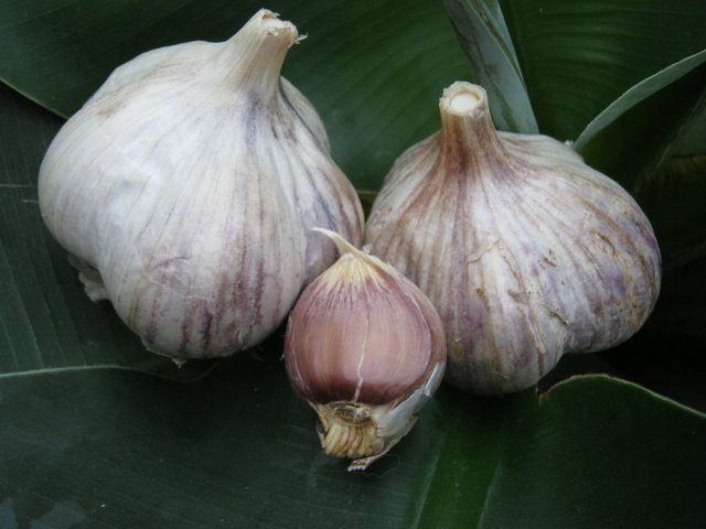 2 heads of garlic and clove best.JPG