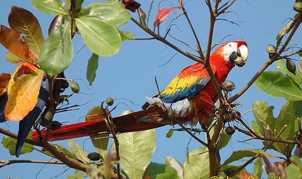 guacamaya5.jpg