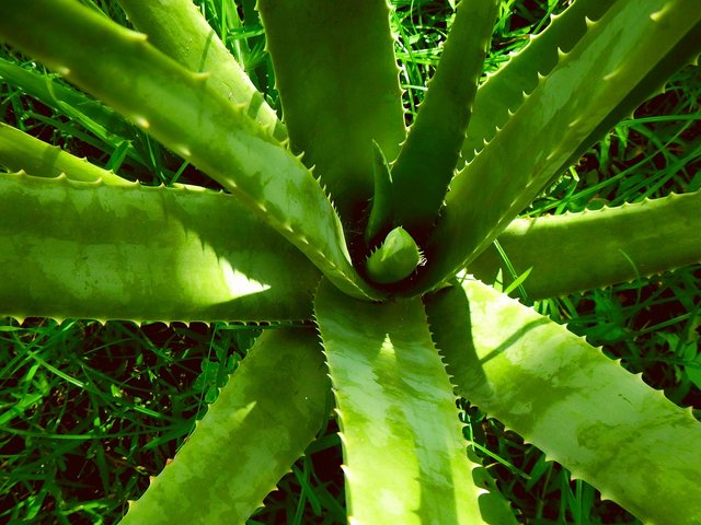 aloe-vera-2631853_1280.jpg