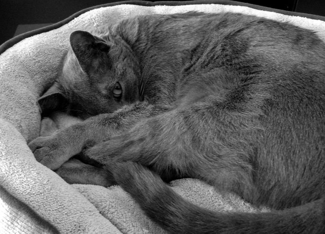 suzi sleeping bed bw.jpg