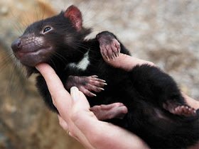 ht_tasmanian-devil_f2_081222_main.jpg