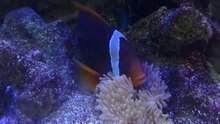 Amphiprion_frenatus_2016_8_29.webm.jpg