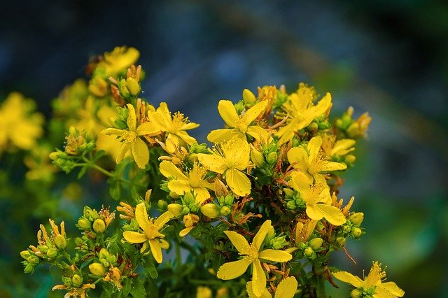 st-johns-wort-4769909_640.jpg