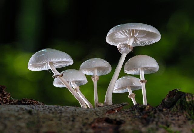 mushrooms-5580235_1920.jpg