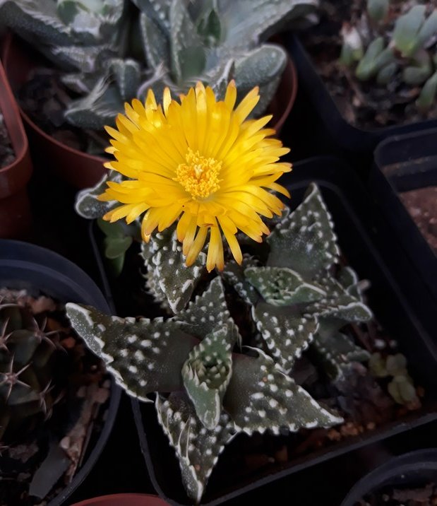 Faucaria tuberculosa.jpg