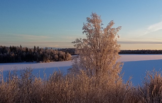 20171227_151524 12-27 stormy lake tree.jpg