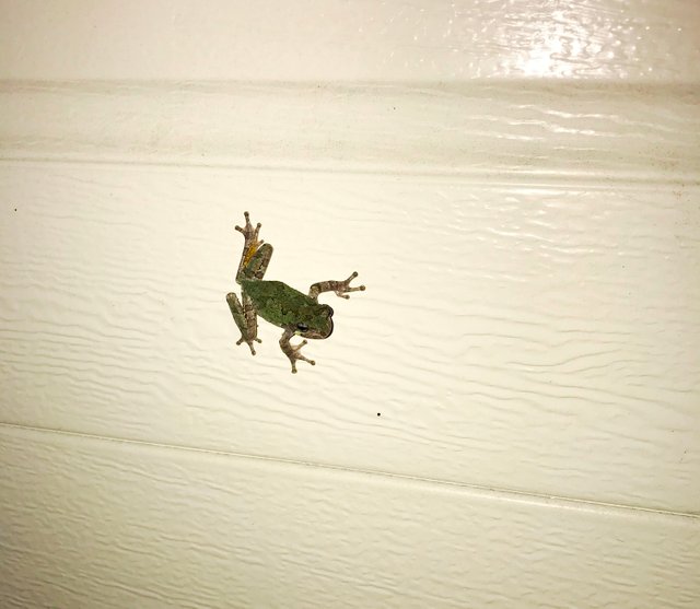 frog on garage.jpg