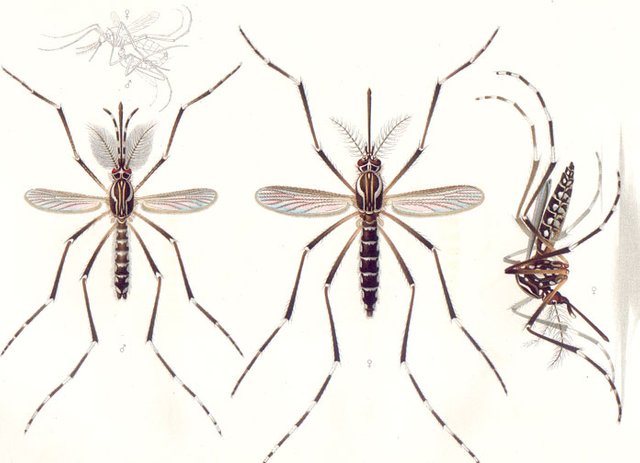 Aedes_aegypti_E-A-Goeldi_1905.jpg