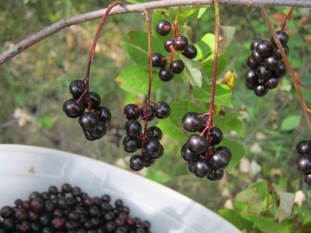 choke cherries hanging like grapes.JPG