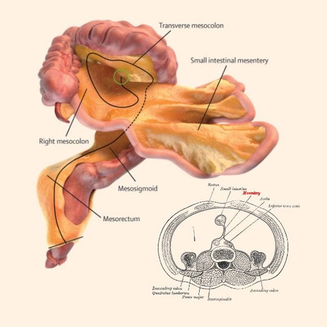 mesentery.jpg