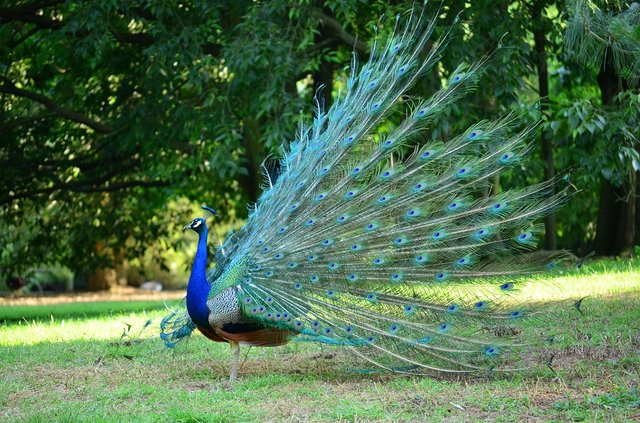 peacock-1144738_960_720.jpg