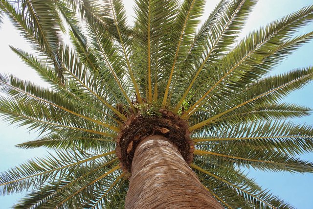 palm-tree-3387205_1280.jpg