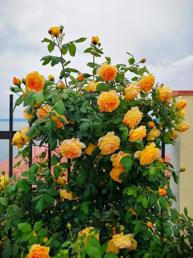 IMG_20250706_142648.jpg