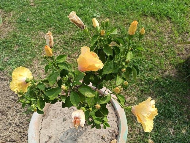 IMG_20220611_154316.jpg