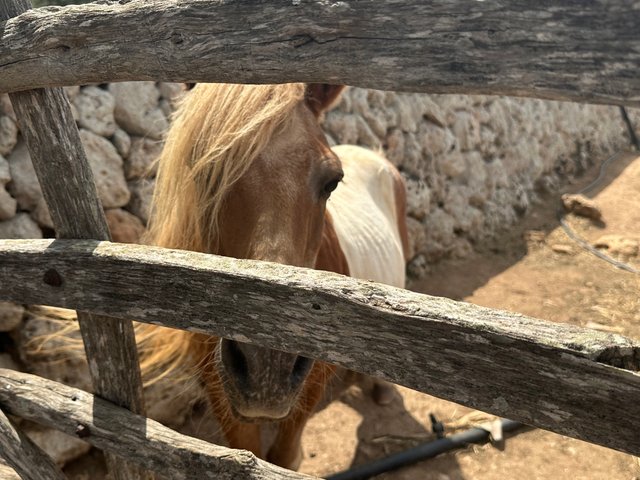 IMG_8133.jpeg