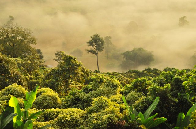 boudewijn-huysmans-greenForestwith fog.jpg