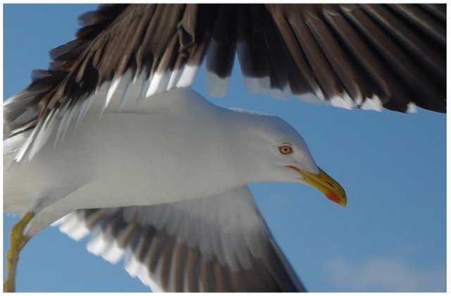 seagull_iii_close_up_by_zaneta333.jpg