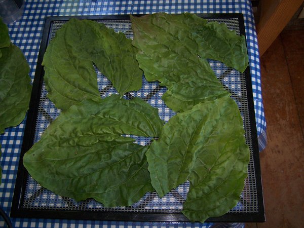 Plantain - huge leaves3 crop June 2019.jpg