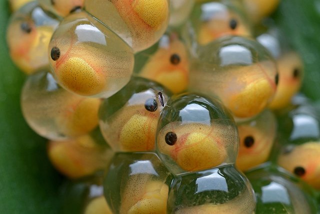 1024px-Frog_eggs.jpg