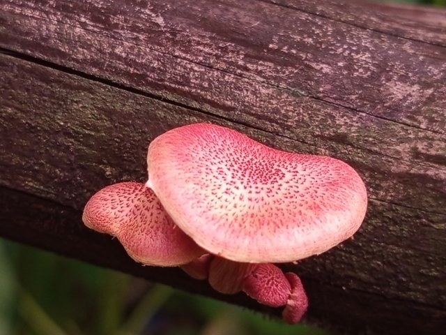 mashroom (1).jpg