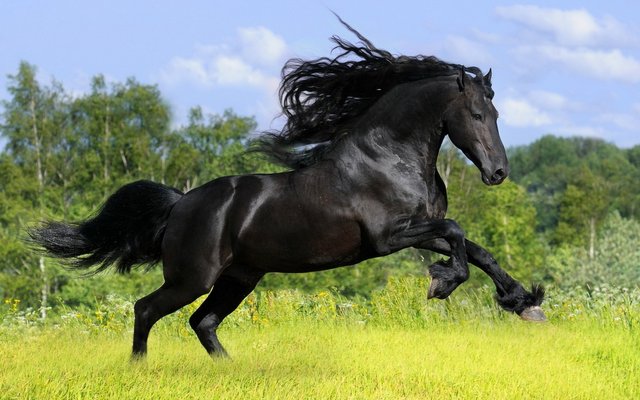 Black-Friesian-Horse-HD-Animal-Desktop-Background-Wallpaper-60326080.jpg