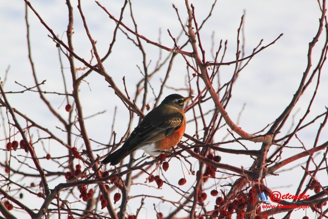 American Robin PFW0021.JPG