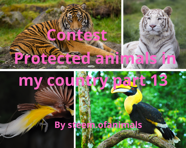 Protected animals in my country (7).png