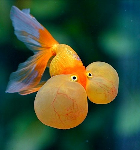 Bubble-Eye-goldfish.jpg