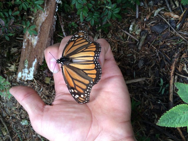 monarch butterfly on my hand