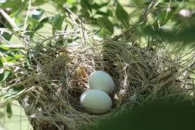 bird eggs.jpg