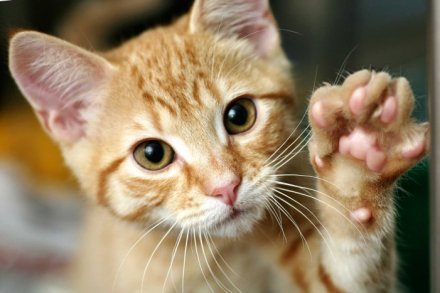 06-train-cat-shake-hands-701x467.jpg