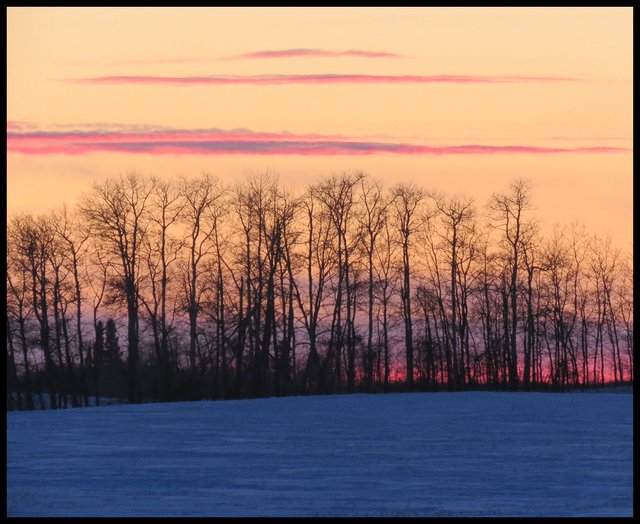 deep colored sunset orange tint behind tree silhouettes.JPG