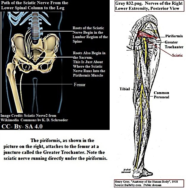 sciatic5 nerve in spine and leg.jpg