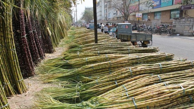 4063-sugarcane-crops-ians (1).jpg